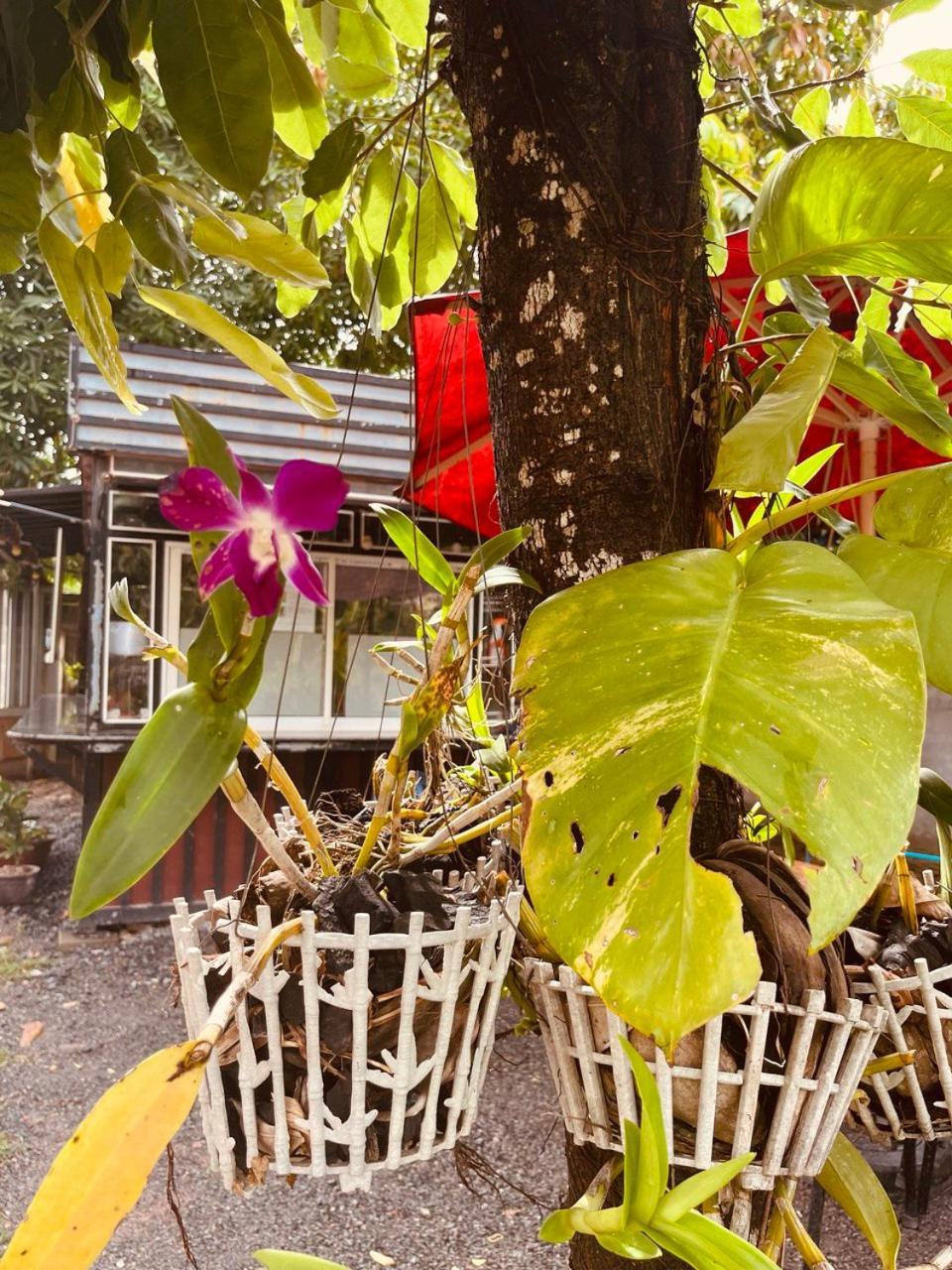 Coconut Lodge Kampot Εξωτερικό φωτογραφία
