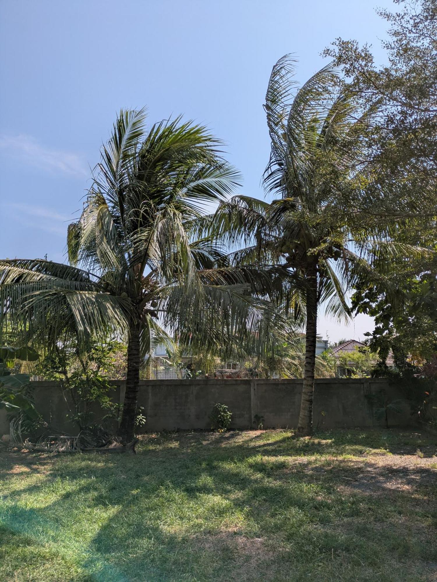 Coconut Lodge Kampot Εξωτερικό φωτογραφία